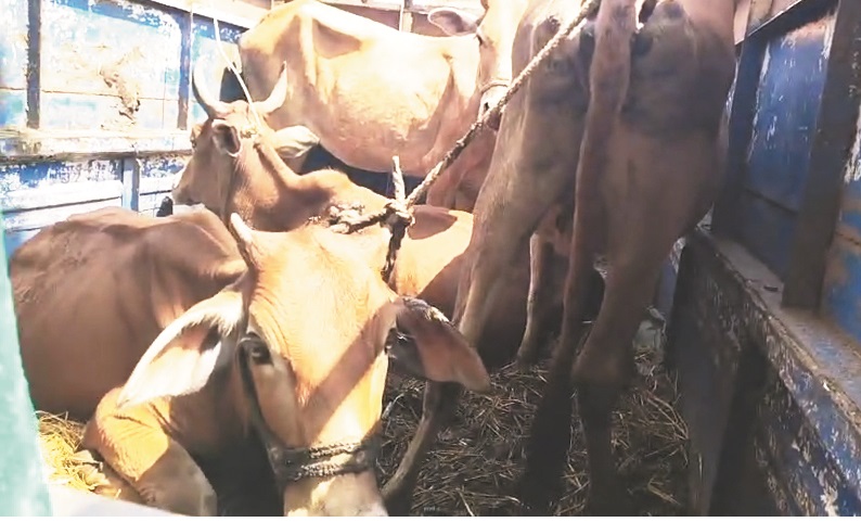 मवेशी संग पकड़ाया तस्कर, छुरिया पुलिस ने महाराष्ट्र के आरोपी को वाहन समेत पकड़ा