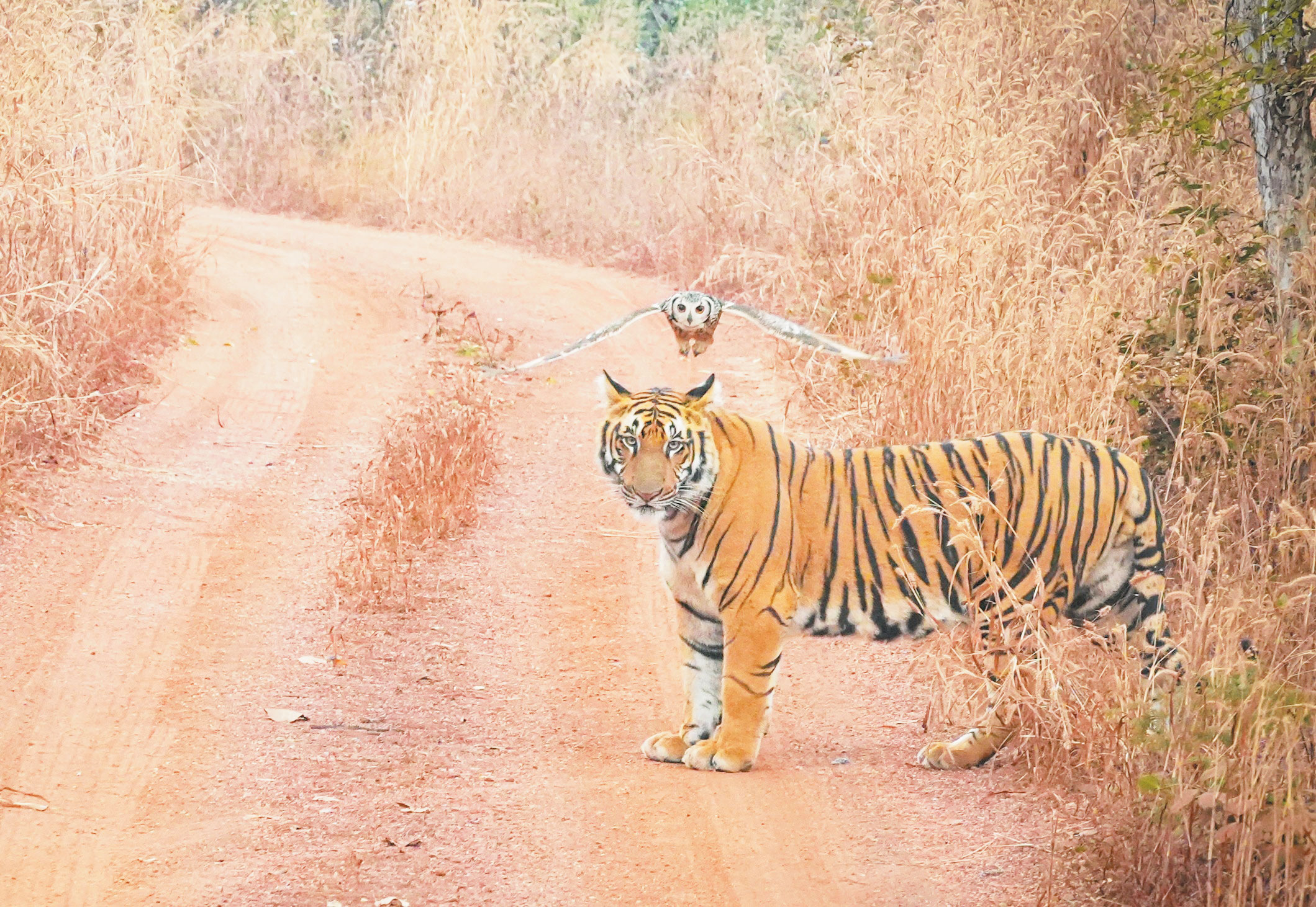 वाइल्डलाइफ फोटोग्राफी स्पर्धा में अश्विनी तिर्की ने मारी बाजी