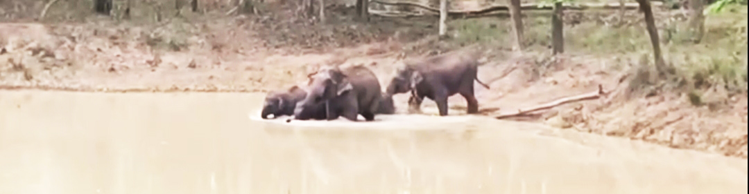 बलौदाबाजार में हाथियों का स्थायी  दल, वन विभाग कर रहा निगरानी