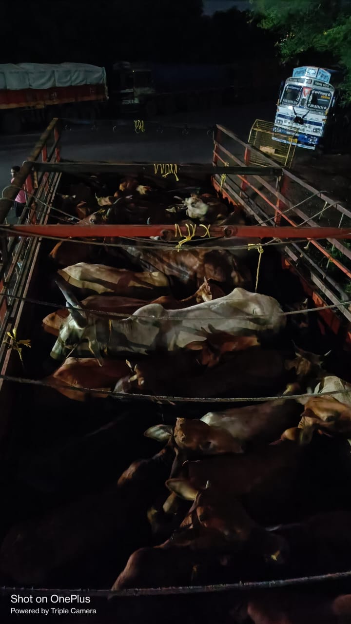 पशु तस्करी में जप्त 14 वाहनों की नीलामी 