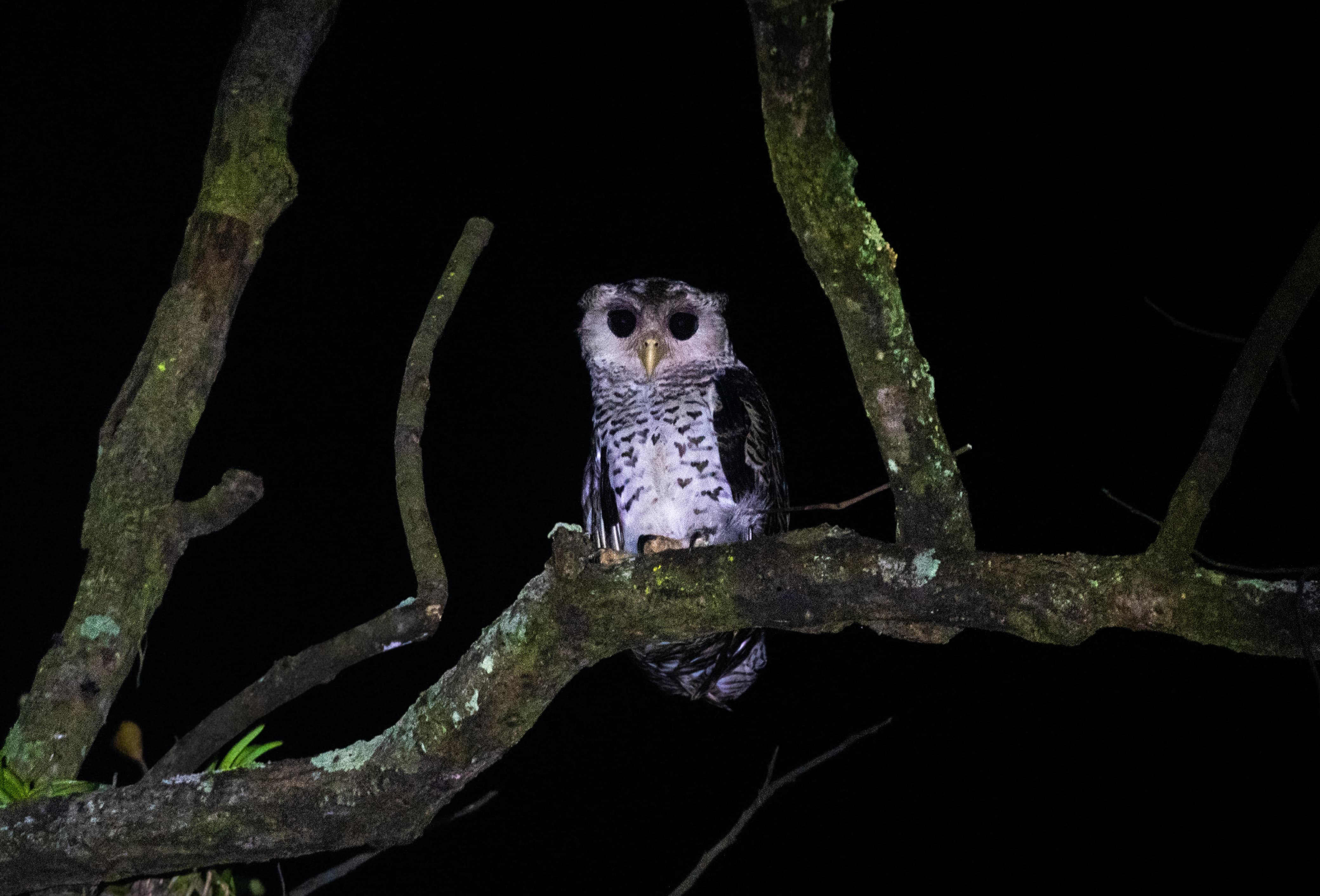 उदंती-सीतानदी टाइगर रिजर्व में दुर्लभ तितलियों और पक्षियों की मौजूदगी दर्ज