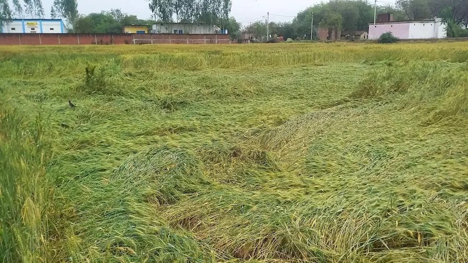 बारिश से फसल डूबी, कीट का भी प्रकोप, अन्नदाता चिंता में