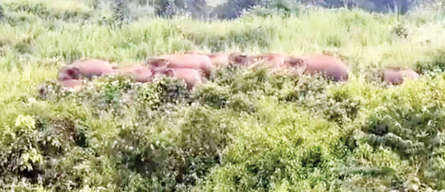 अंबिकापुर नगर के पास पहुंचा हाथी दल, युवक को कुचल मारा, दो घर तोड़े