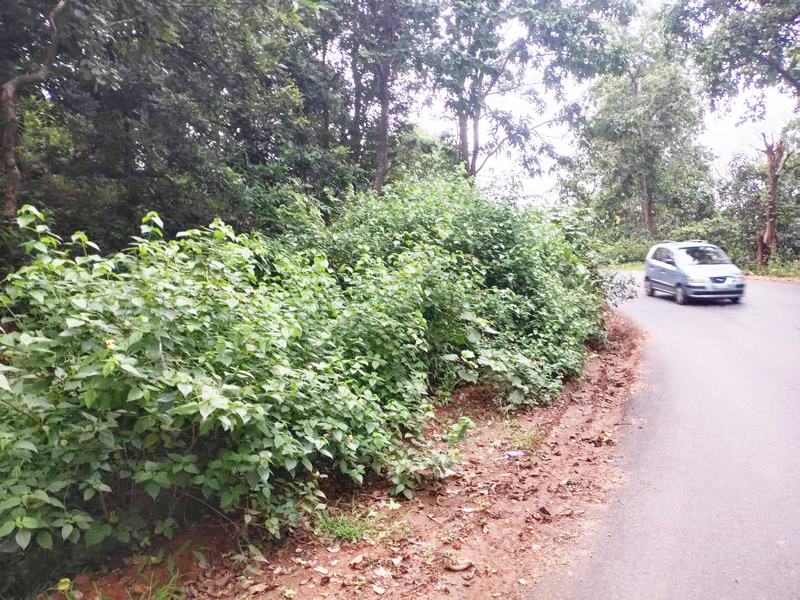 बचेली-किरंदुल मार्ग पर बरसाती झाडिय़ों से दुर्घटना का खतरा