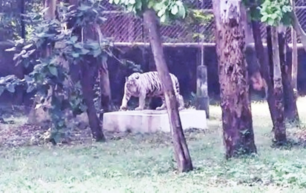 कानन पेंडारी में आया नर व्हाइट टाइगर ‘रमन’