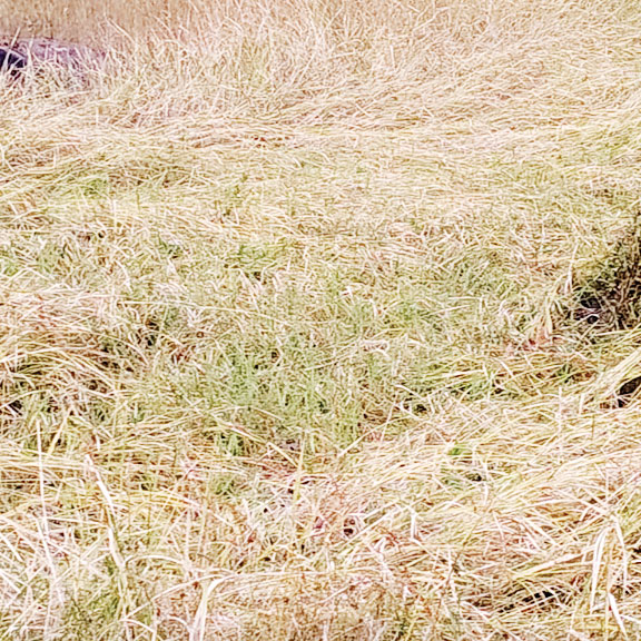 बाढ़ प्रभावित किसानों  को मिला मुआवजा