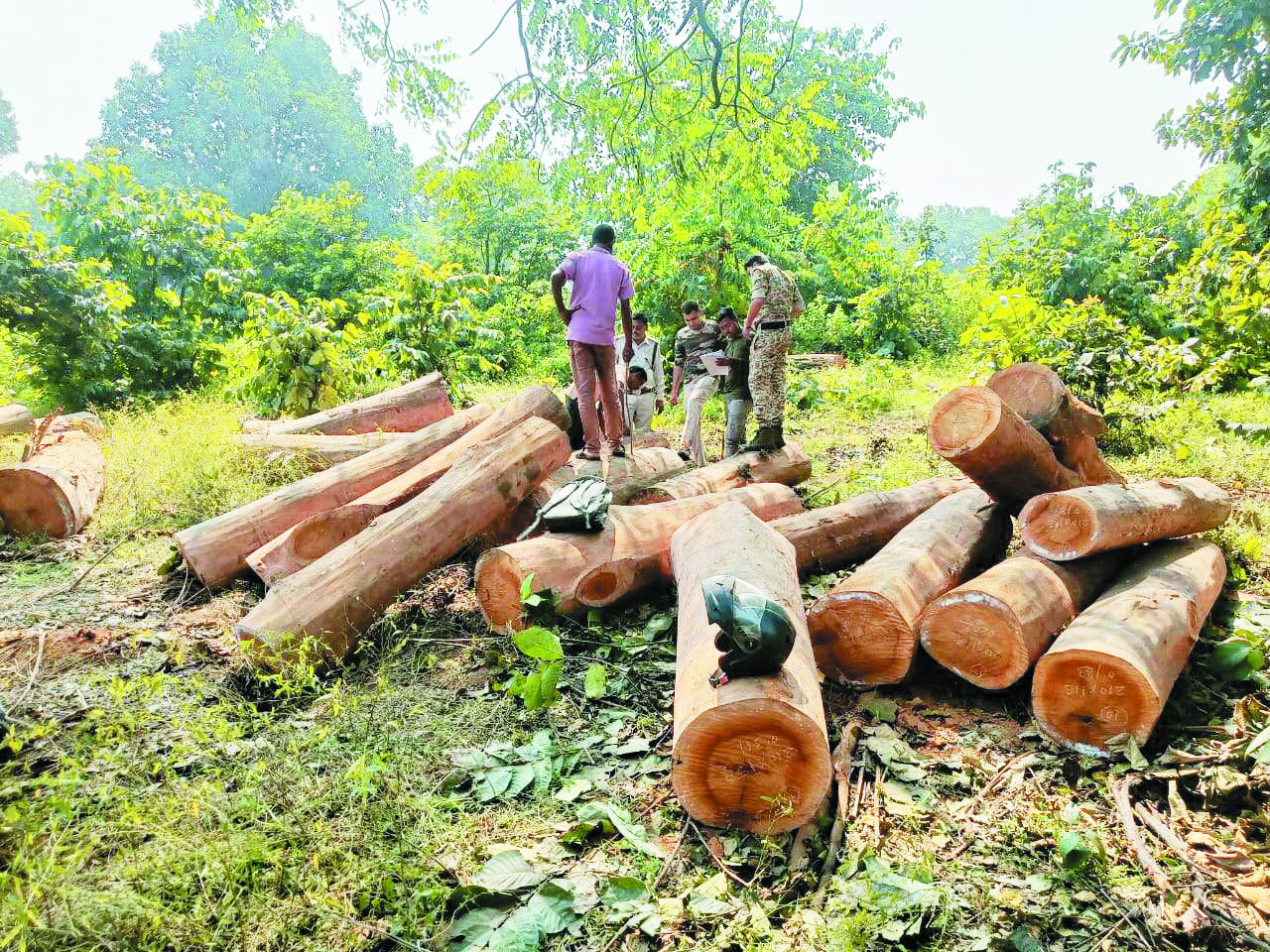 लाखों की अवैध लकड़ी जब्त, चोर फरार