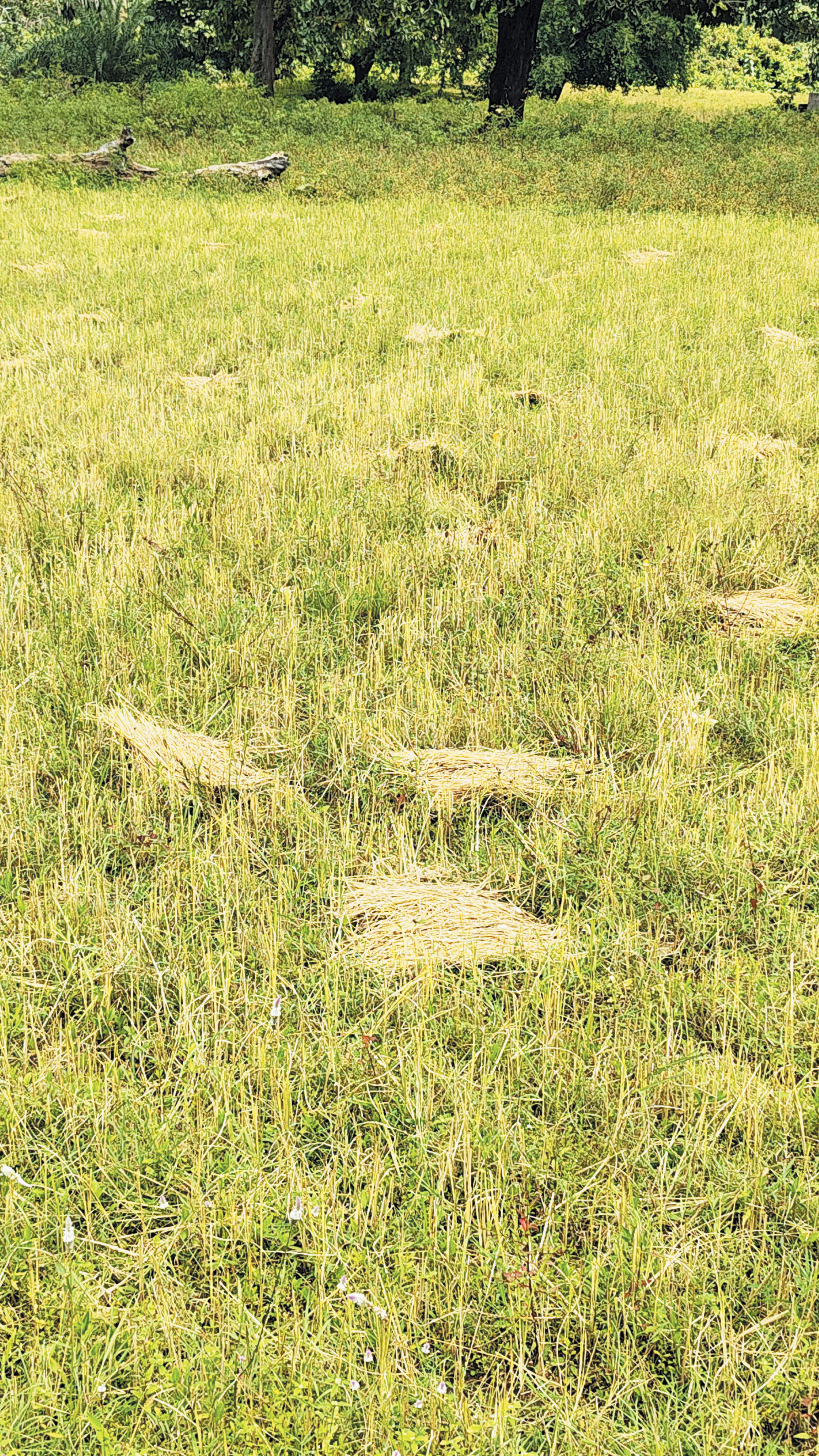 धान कटाई और मिंजाई में तेजी