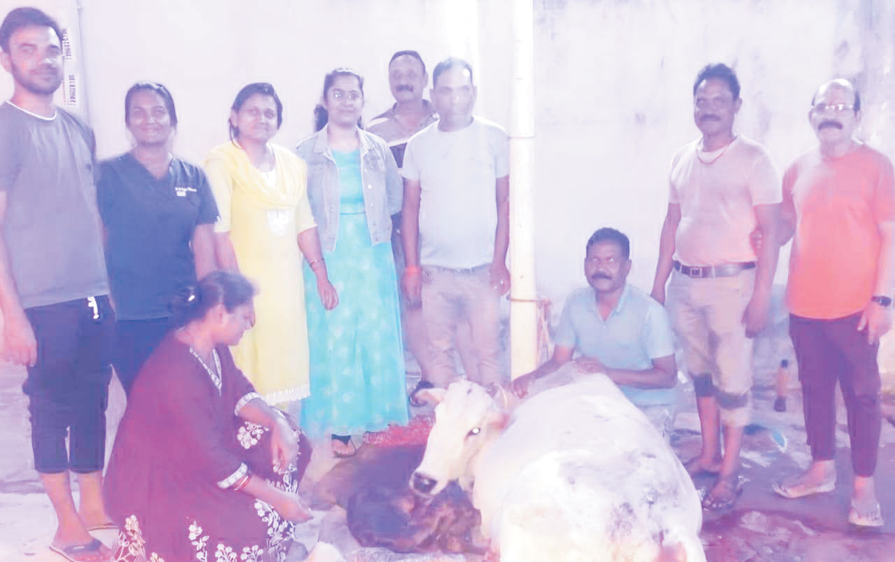 सडक़ पर प्रसव में तड़पती गाय का पशु चिकित्सकों ने कराया प्रसव