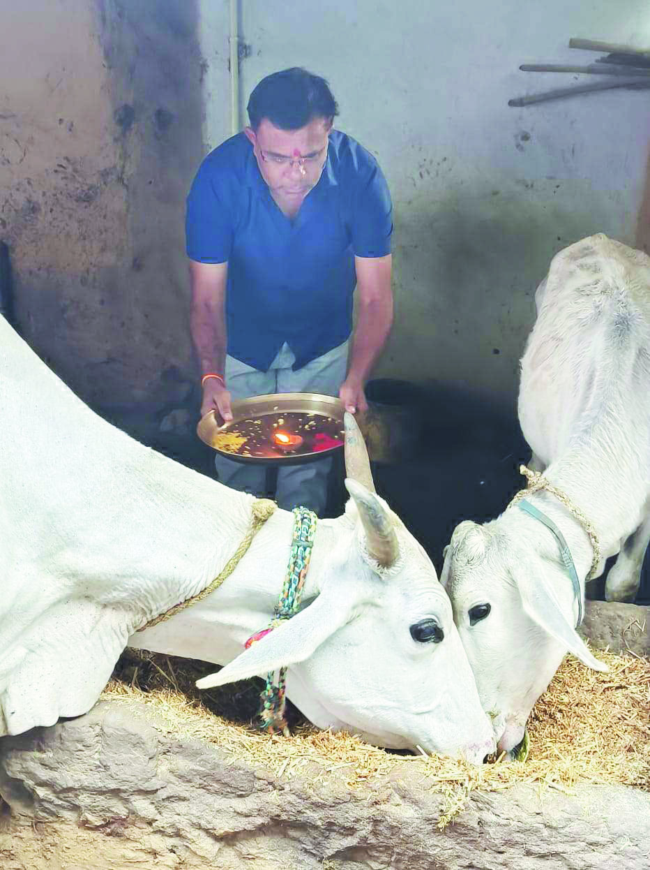 गोवर्धन पूजा: गोवंश  की उतारी आरती
