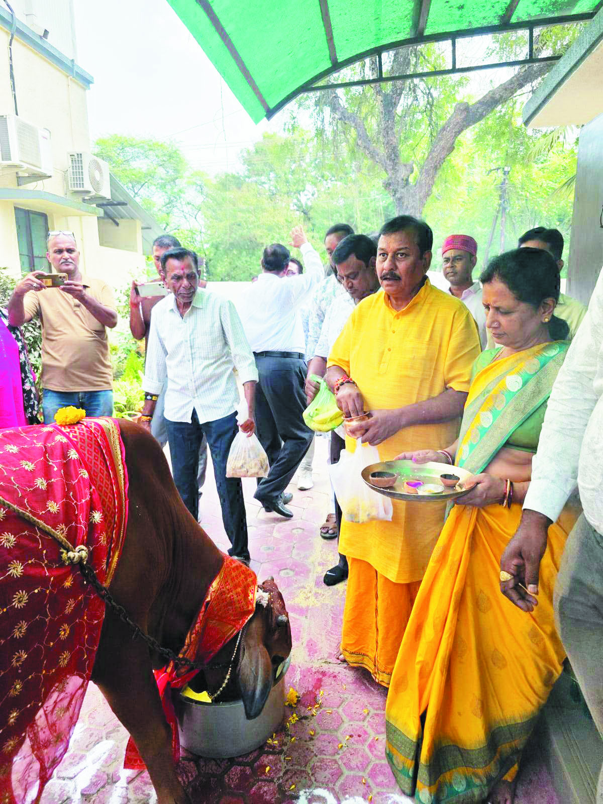 सांसद विजय बघेल ने गौमाता की पूजा कर खिलाई खिचड़ी