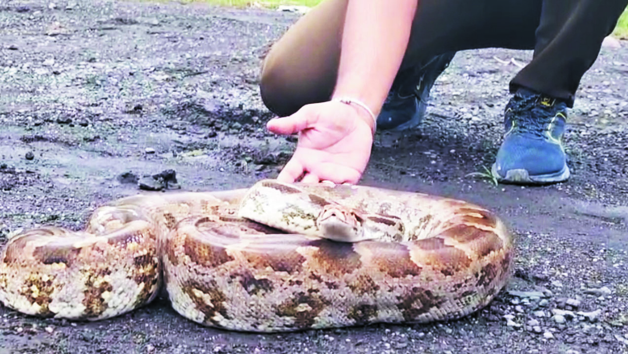 पहाड़ से उतरकर नदी में पहुंचा अजगर