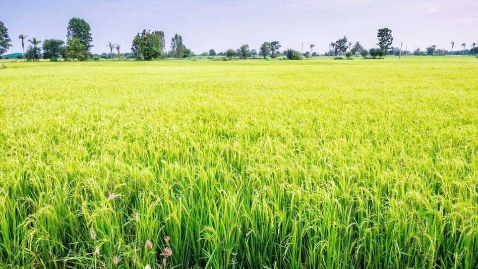 फसल गिरदावरी, किसान परेशान