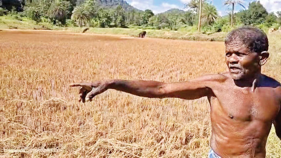 बारिश से किसानों की धान फसल बर्बाद, मुआवजे की मांग