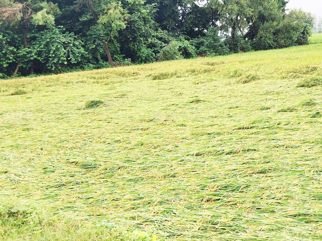 मोंथा चक्रवात का असर दो  दिनों से महासमुंद में भी