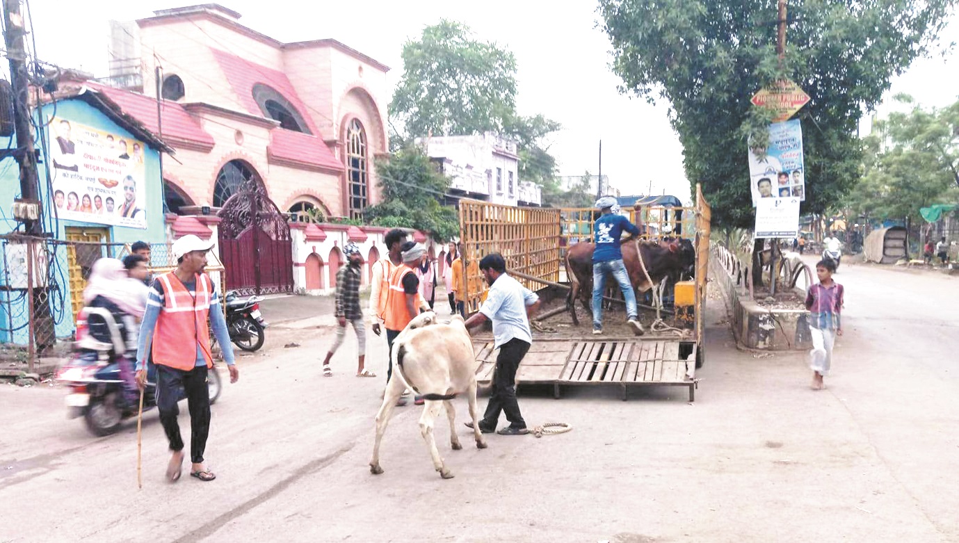 निगम ने डेढ़ दर्जन मवेशी पकड़े