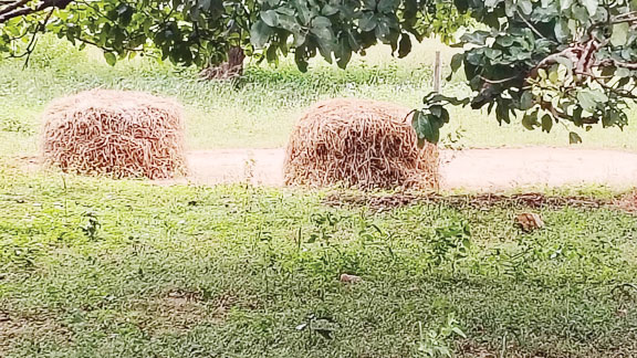 धान को बारिश से बचाने जुटे किसान