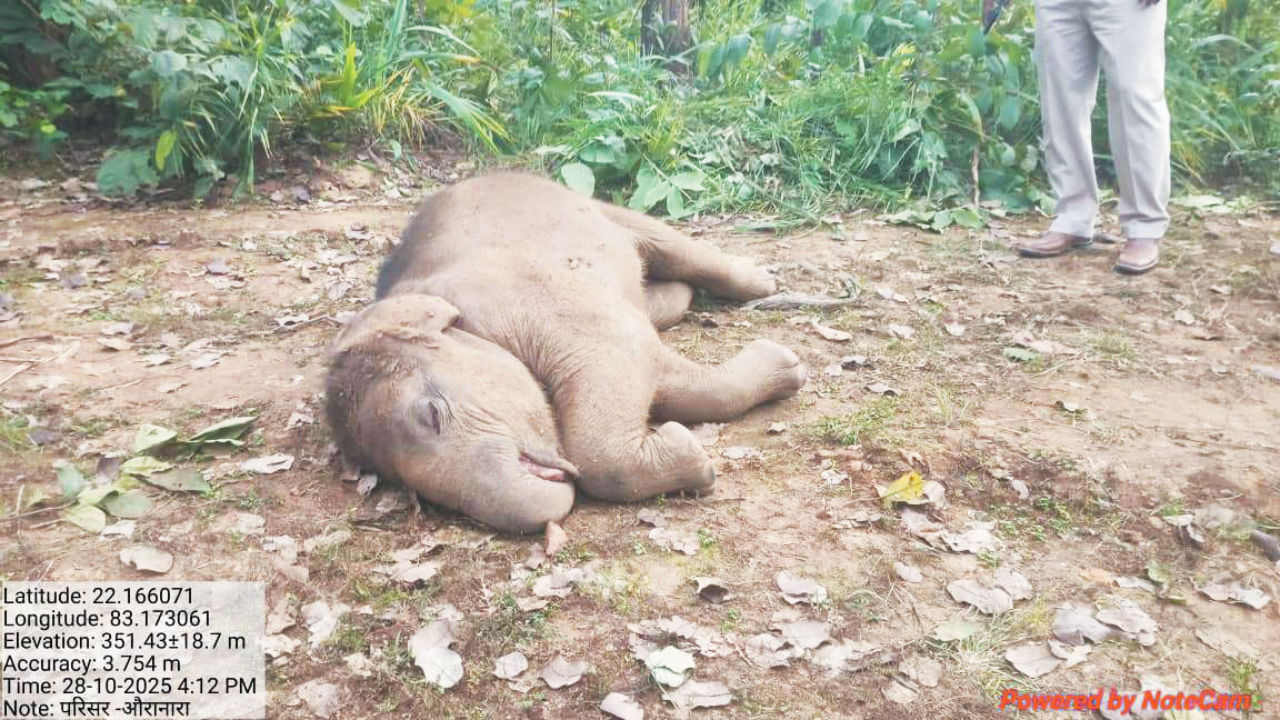 तालाब में नहाते हाथी शावक की मौत