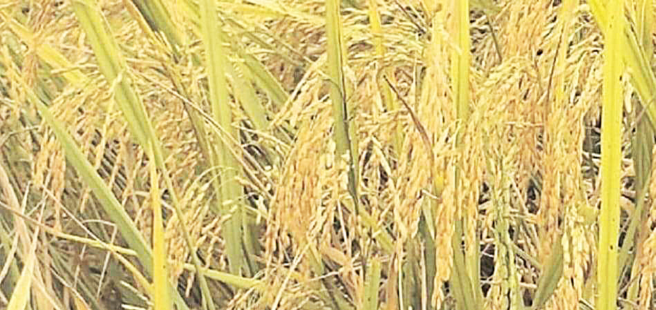 अब नहीं करेंगे ग्रीष्मकालीन धान की खेती, सवा 4 सौ पंचायतों का संकल्प