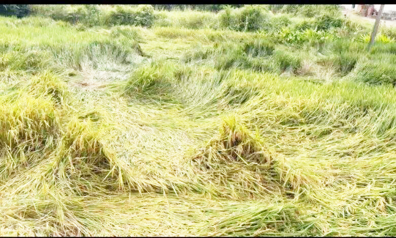 मोंथा तूफान से हुई बारिश से धान की फसल को भारी क्षति
