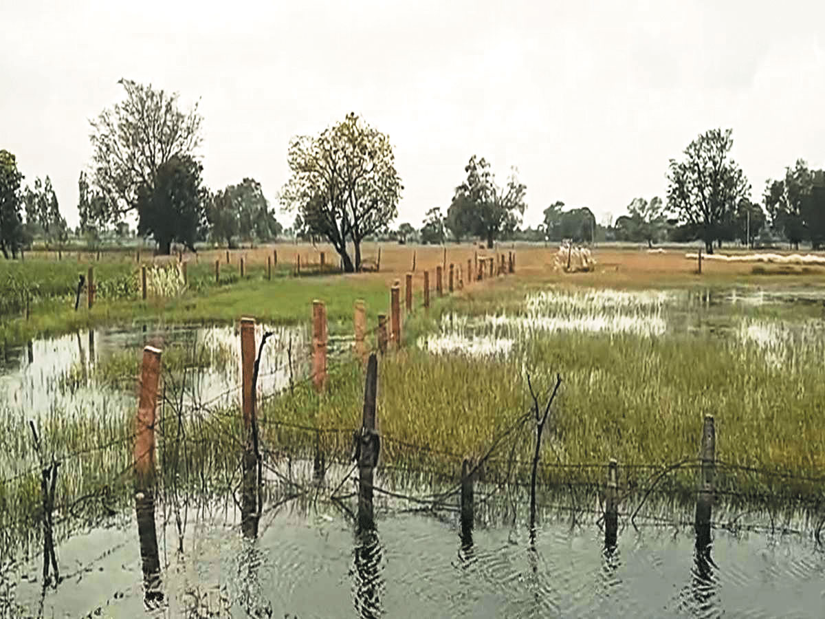 अर्ली वैरायटी की धान पककर तैयार, खेत में पानी भरने से कटाई में आ रही दिक्कत