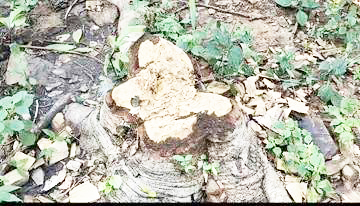 कसडोल उपवन मंडल में सागौन लकड़ी की अवैध कटाई और वन्यजीव शिकार की शिकायतें