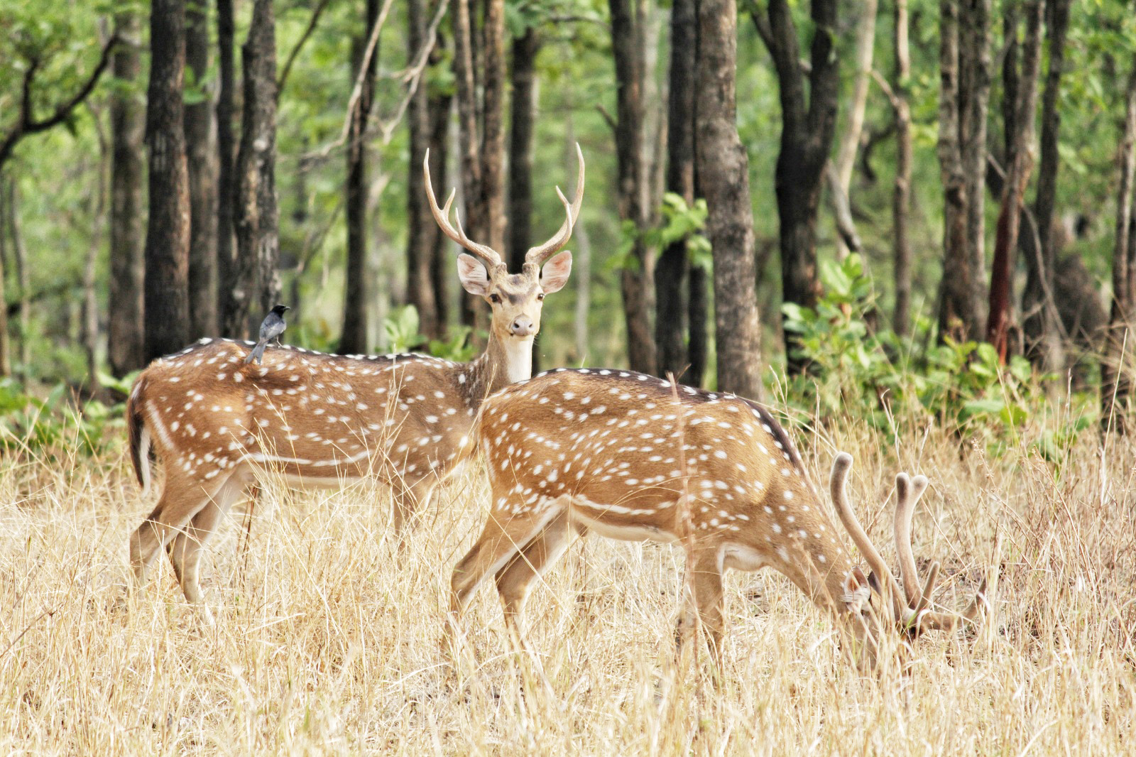 बारनवापारा वन्यजीव अभ्यारण्य पर्यटकों के लिए खुला