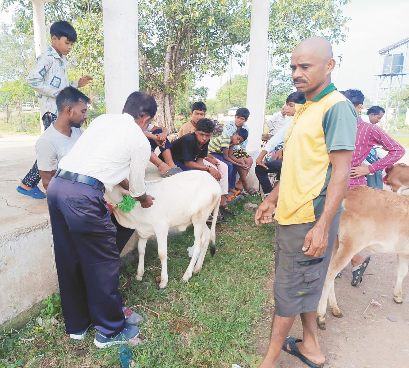 पशु चिकित्सा शिविर में  110 पशुओं का उपचार