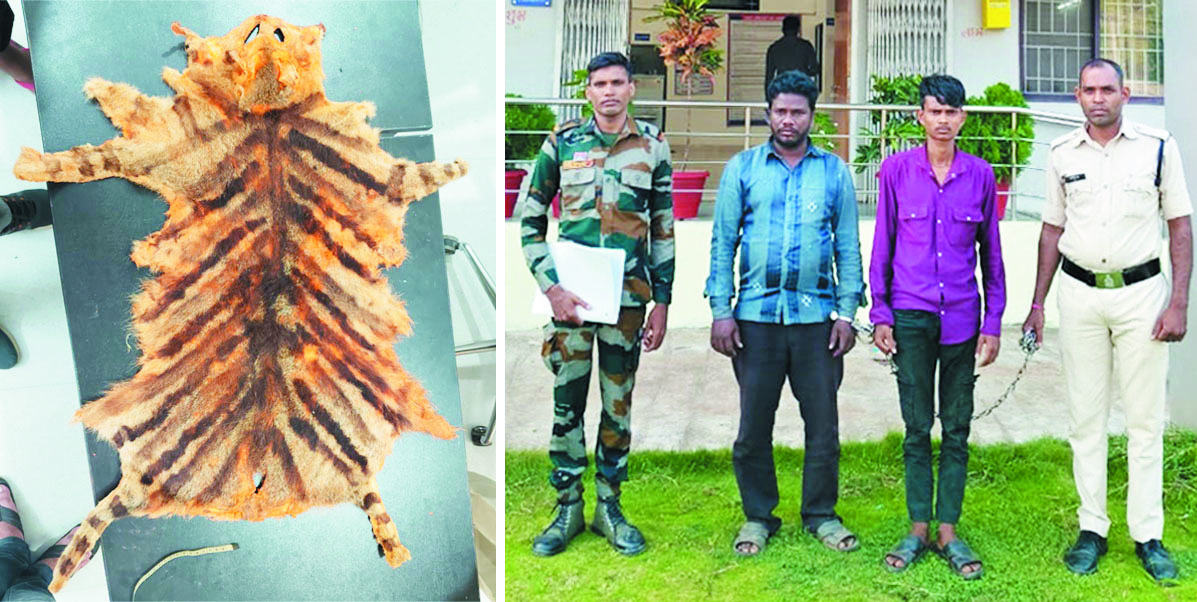 जंगली बिल्ली की खाल के साथ दो तस्कर गिरफ्तार