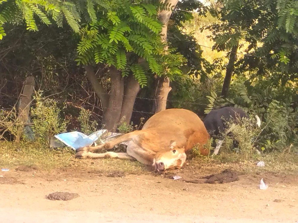 सडक़ किनारे मवेशी की मौत, प्रशासनिक कार्रवाई पर उठे सवाल