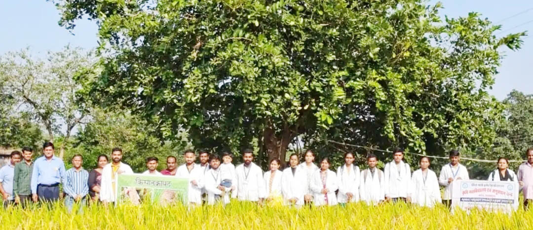 सूखे सीधे बीज वाले धान सेकिसान मिट्टी की उर्वरता के आधार पर अधिक उपज प्राप्त कर सकते हैं...