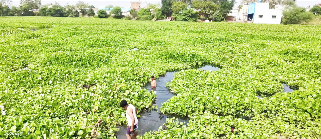  गुडरुपारा तालाब में जलकुंभियों की भरमार, सफाई की मांग