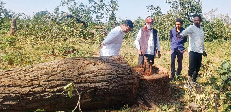 पीईकेबी कोल परियोजना क्षेत्र में  पेड़ की अवैध कटाई का आरोप, भानु प्रताप बेमुद्दत भूख हड़ताल पर