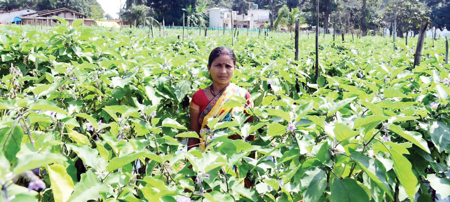 बिहान योजना से आत्मनिर्भरता की मिसाल बनीं शकुन्तला शार्दुल