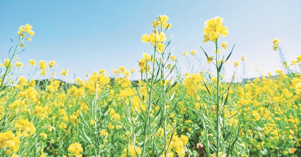 समर्थन मूल्य पर सरसों फसल की होगी खरीदी