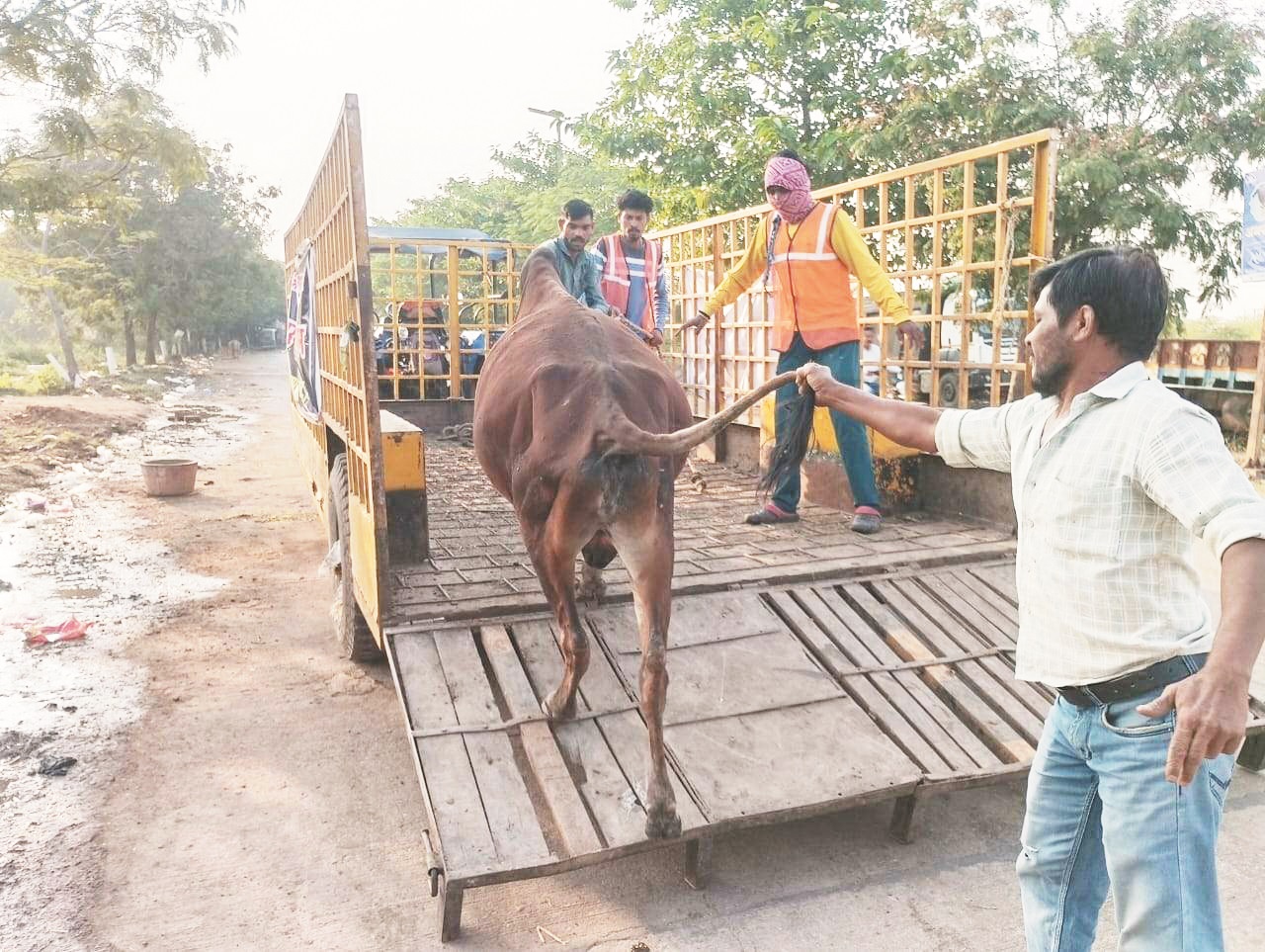 कंचनबाग क्षेत्र से टीम ने पकड़े 7 मवेशी