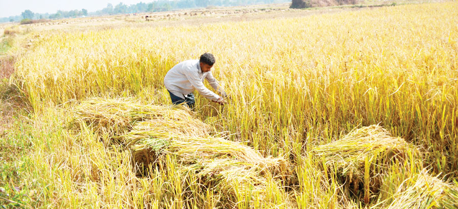 31 सौ रुपए प्रति क्विंटल धान बेचने किसान उत्साहित, धान खरीदी शुरू