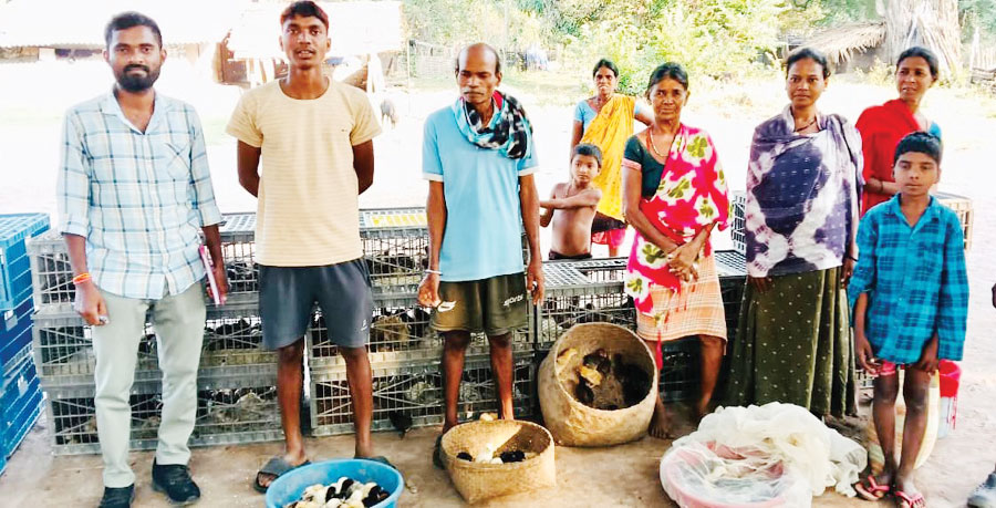 कुक्कुट और बटेर का नि:शुल्क वितरण, ग्रामीणों की बढ़ेगी आय