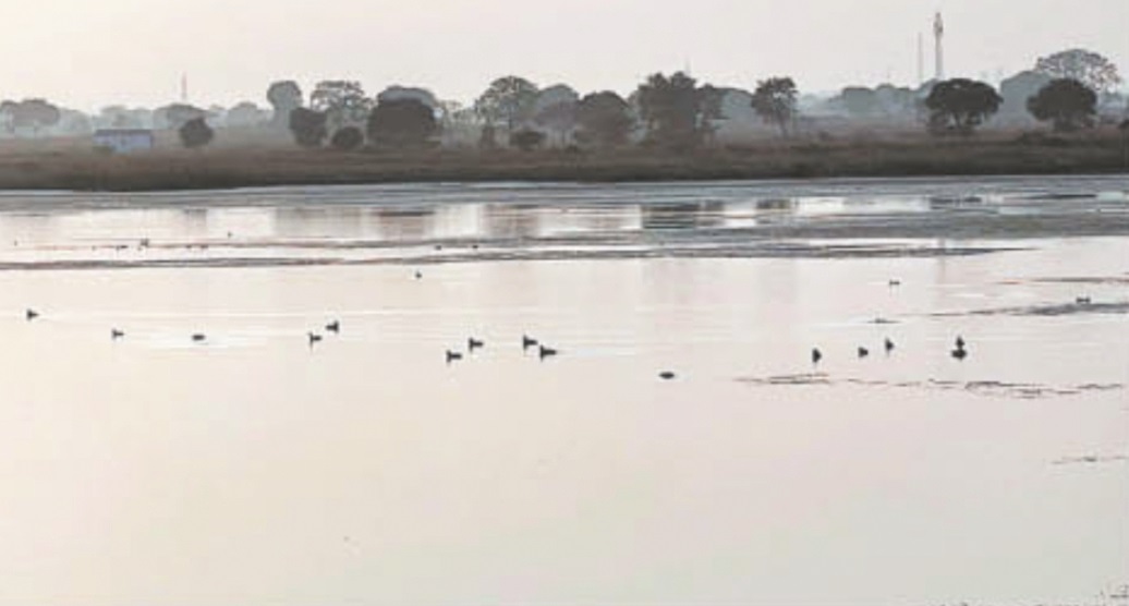 शीतकाल में प्रवासी पक्षियों से छुईहा जलाशय रहता था गुलजार,  आमद घटी