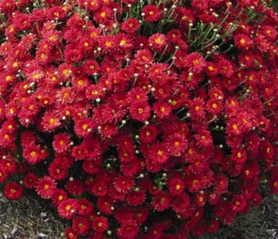 किसी के घर-आंगन  में गुलाब