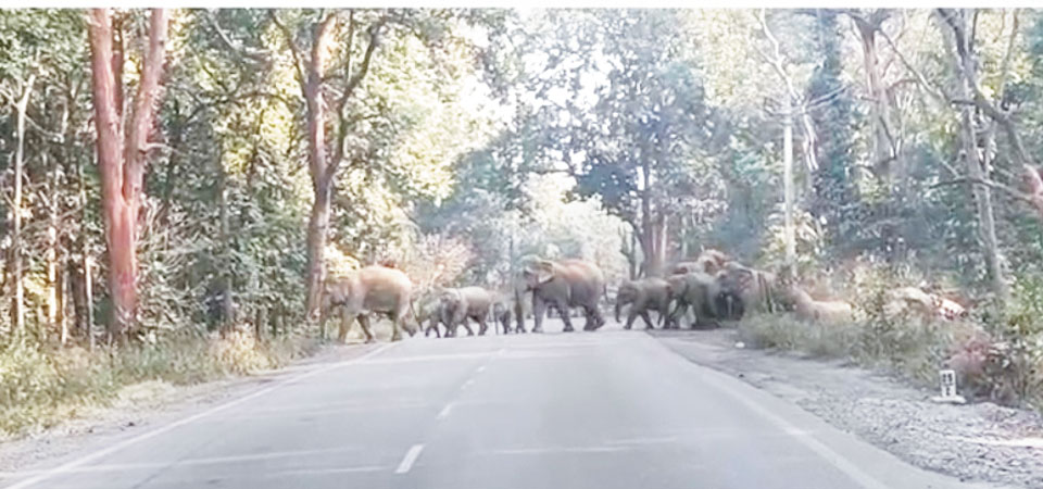 हाथियों ने फसल को पहुंचाया नुकसान, किसान रतजगा करने मजबूर