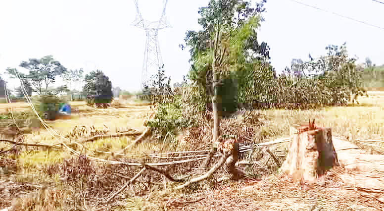 भारतमाला परियोजना के टावर निर्माण के दौरान पेड़ कटाई का आरोप