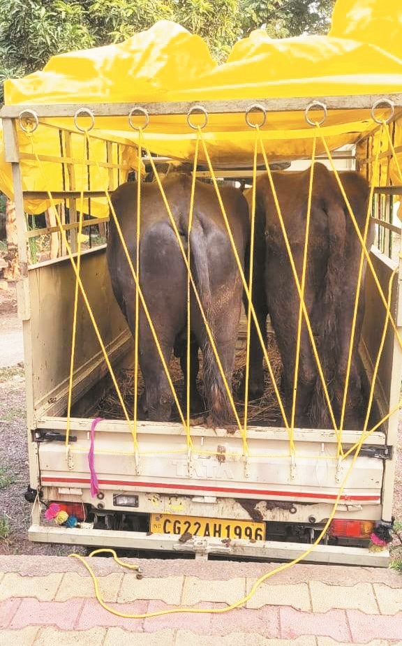 मवेशी तस्कर गिरफ्तार