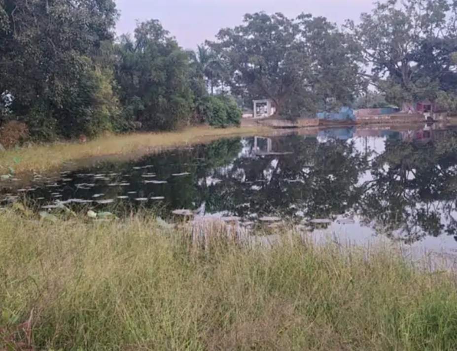 तालाब किनारे झाडिय़ों से परेशानी