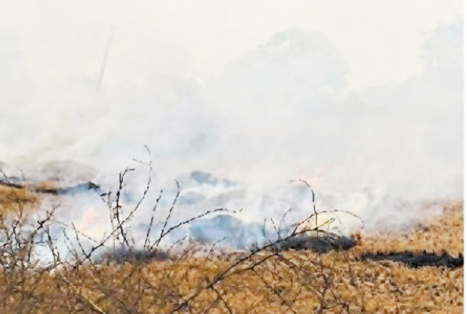 धान कटाई के बाद बची ठूंठ को किसान जला रहे,   सरकार ने दंडनीय अपराध घोषित किया है...