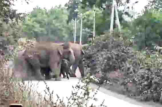 राबो मार्ग में दिखा 33 हाथियों का झुंड  काफी देर तक थमे रहे वाहनों के पहिये 