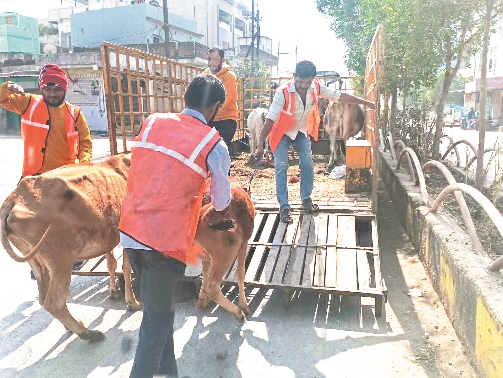 निगम की टीम ने दो दिन में पकड़े 14 मवेशी