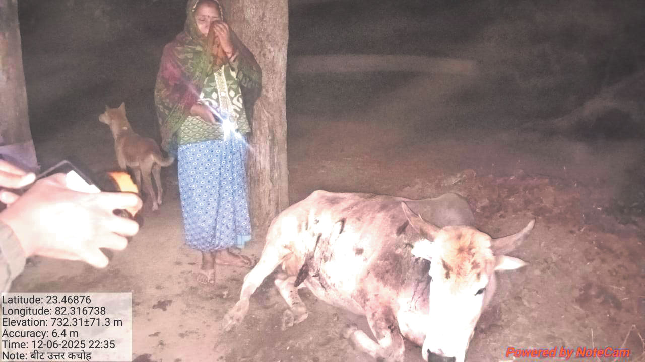 देवगढ़ परिक्षेत्र से मनेंद्रगढ़ की ओर बढ़ा हाथीदल, कई गांवों में अलर्ट