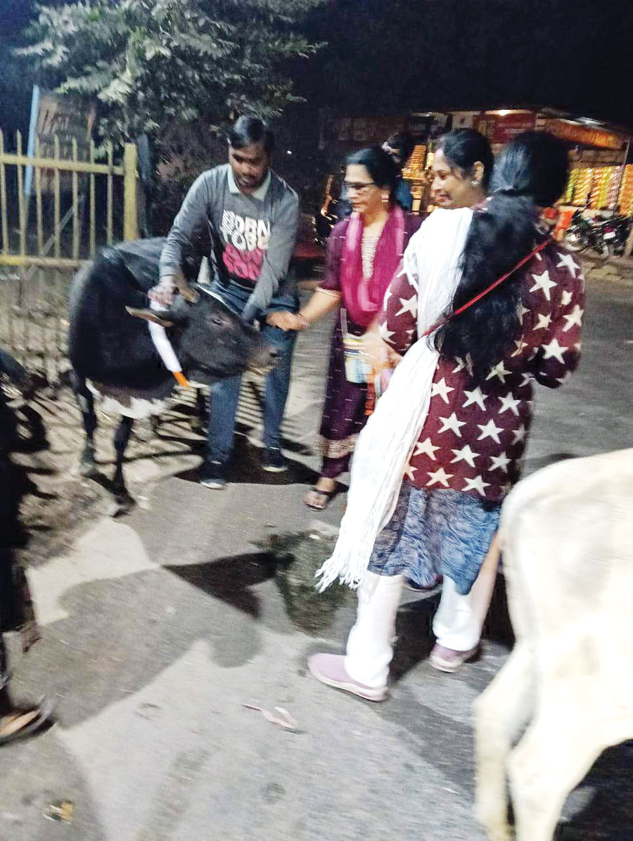 रेडियम बेल्ट बांधकर गोवंश सुरक्षा का संदेश