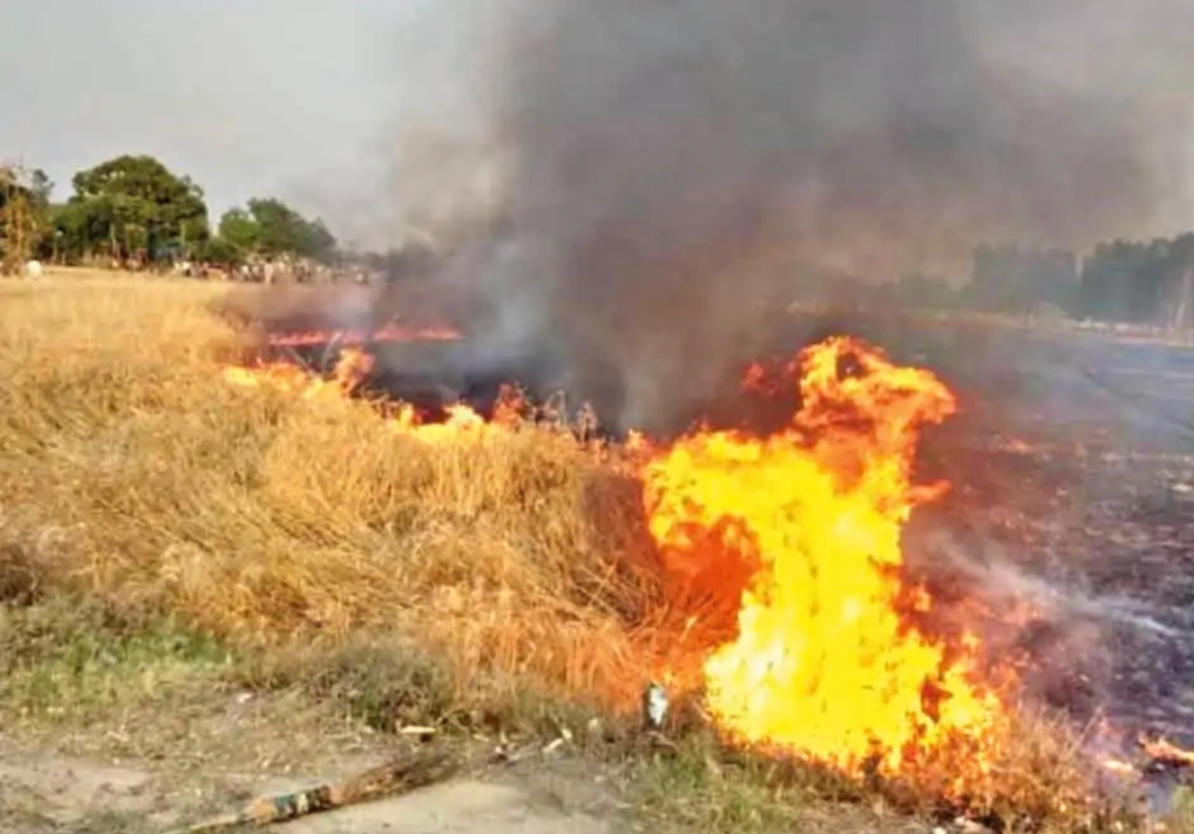 5 एकड़ खड़ी फसल में लगा दी आग,  2 लाख का धान खाक